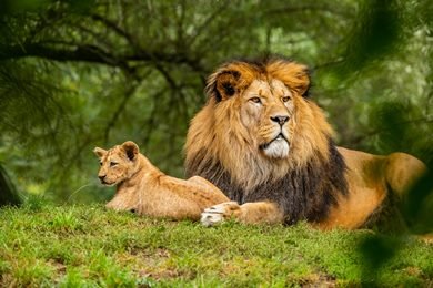 Wildlife Tour
